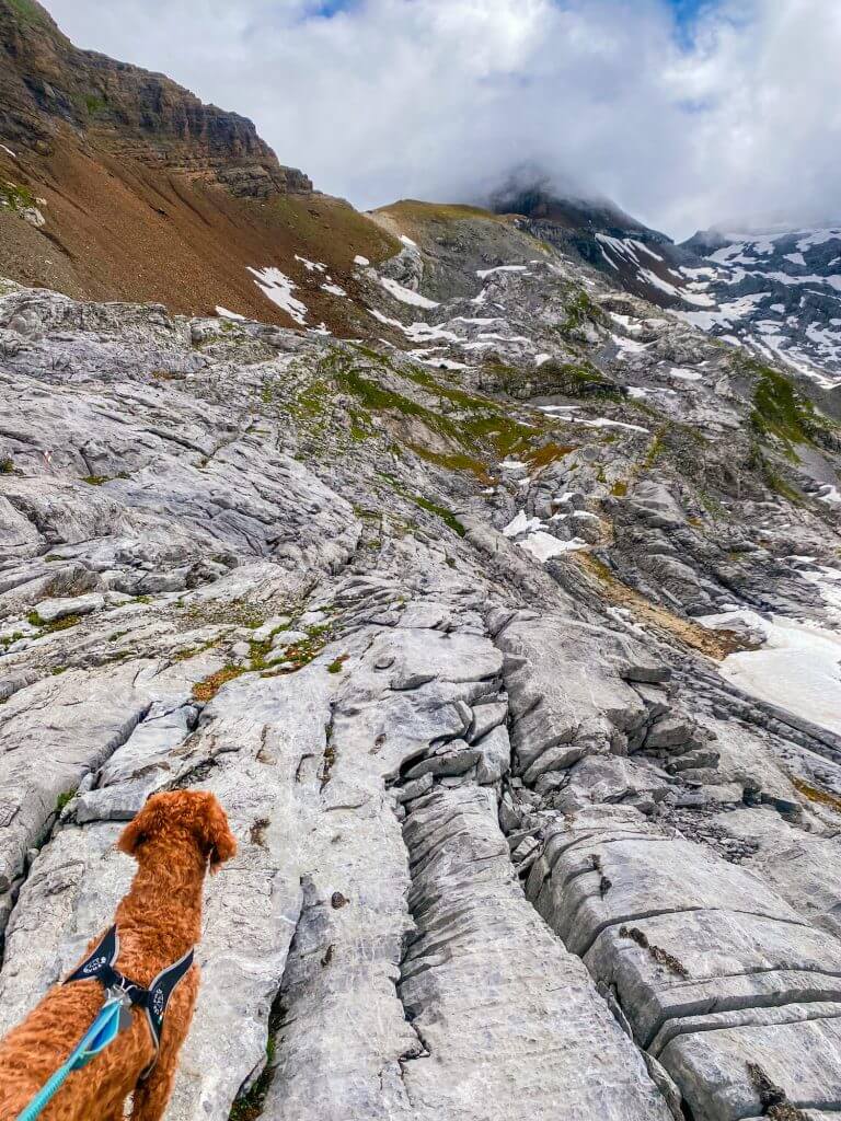 Dog in the rocky alpine