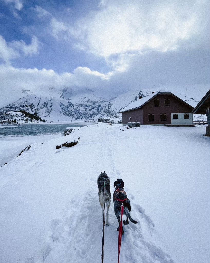 Dogs running in the snow next to a frosted lake