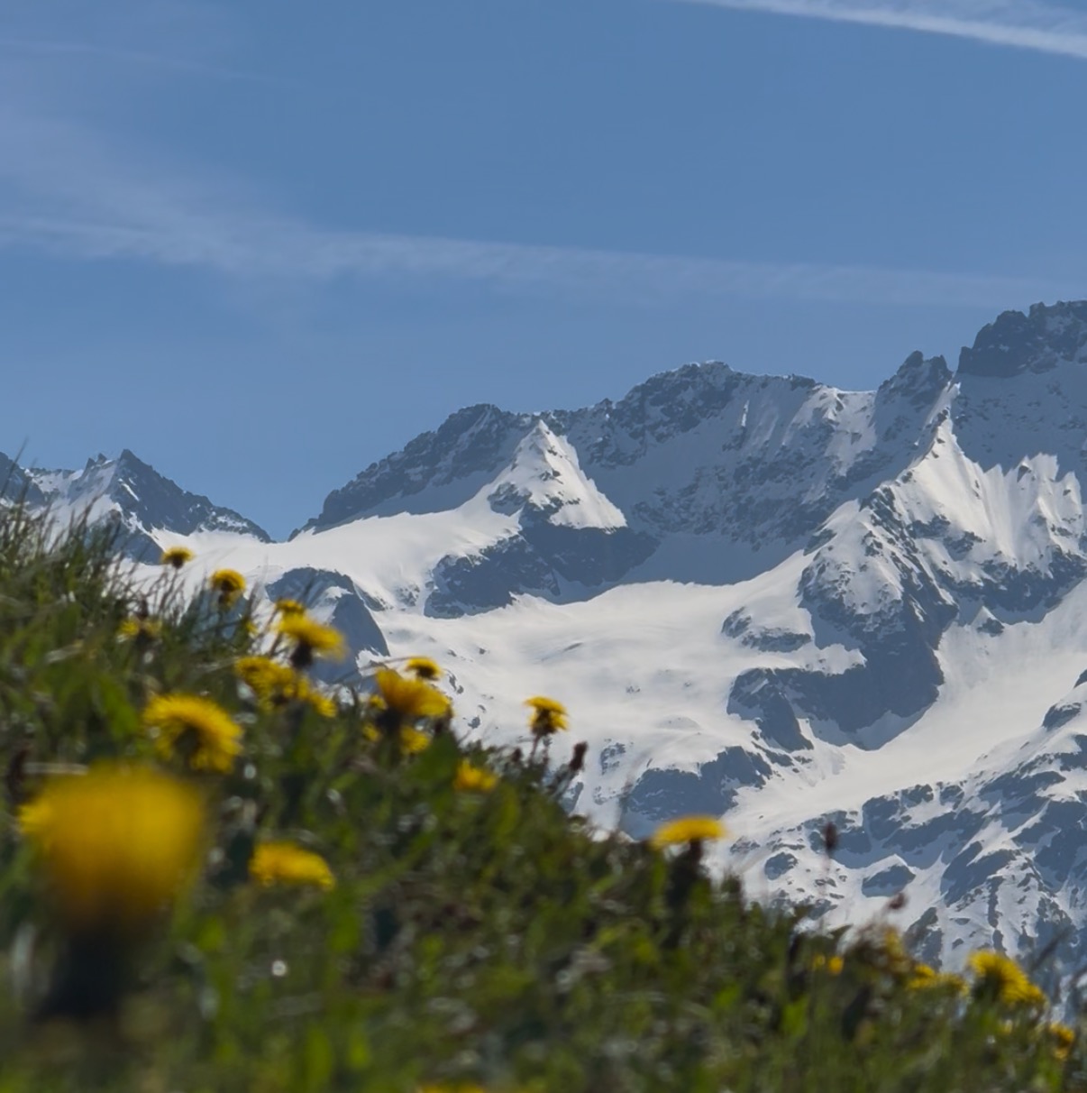 Sunny engelberg mountains and flowers