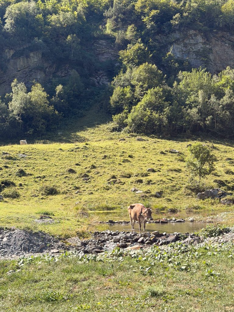 Surenenpass Mountainbiking
cow cooling in the midday heat